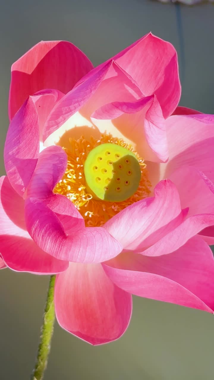 flor de loto vibrante en el entorno sereno del estanque