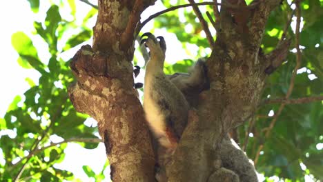 Sleepy-koala,-phascolarctos-cinereus-changing-its-siting-position-on-treetop,-hugging-and-clinging-on-tree-trunk,-trying-to-get-a-comfortable-sleeping-posture,-Australian-native-wildlife-species