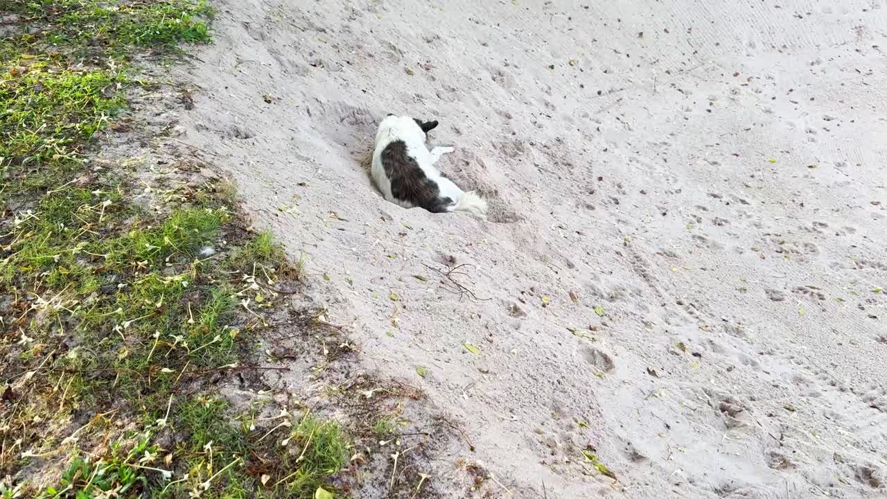 초록색 근처의 모래에 휴식을 취하는 개