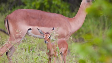 Entzückendes-Impala-Antilopenkalb,-Das-Mit-Seiner-Mutter-Im-Hohen-Gras-Weidet