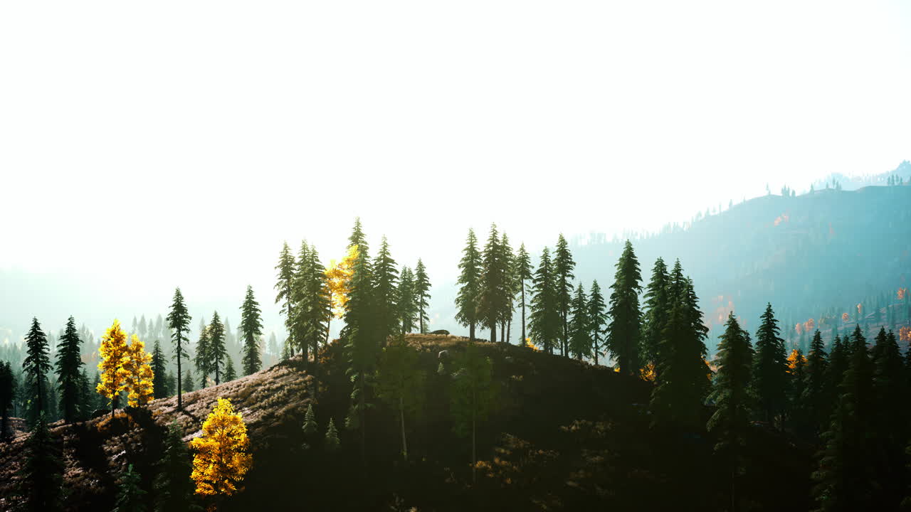 bosque de otoño en las montañas nieblosas