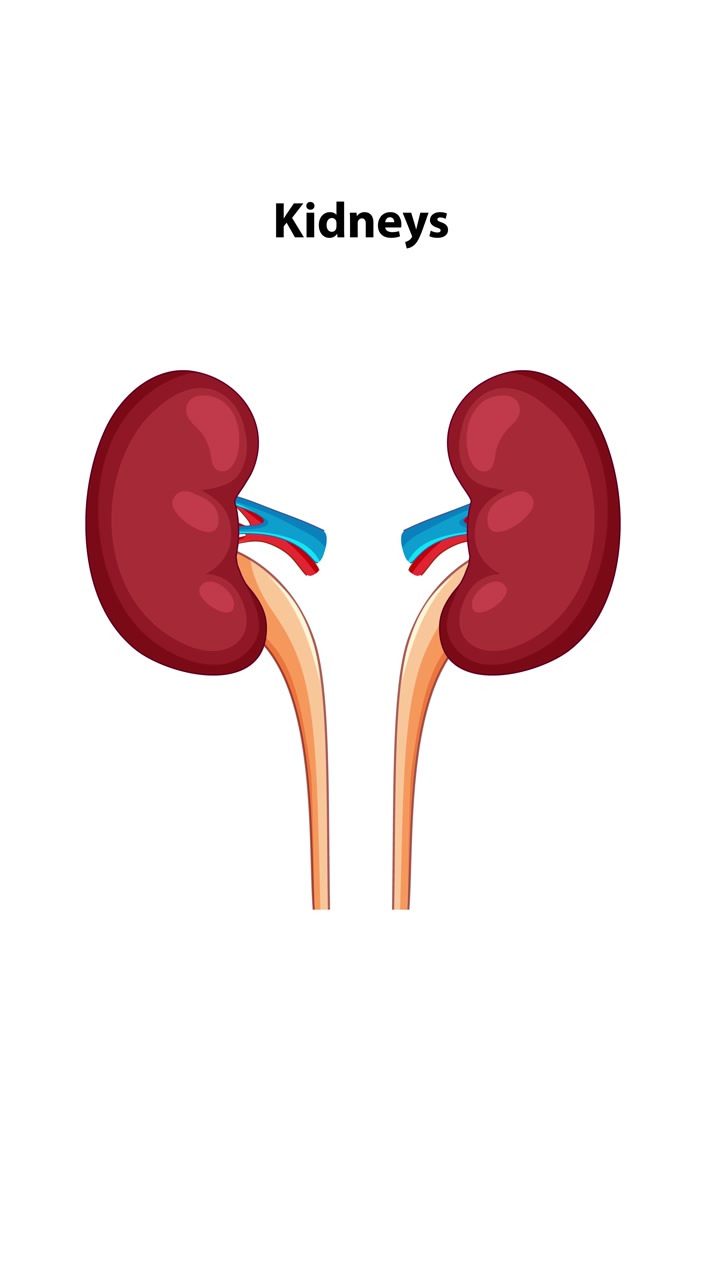 Animation transitions from a full human figure to a detailed anatomical view, zooming in on kidneys with labeled, clear vector illustration and smooth camera movement