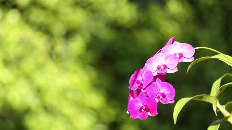 lila orchideenblüten bewegen sich sanft im wind