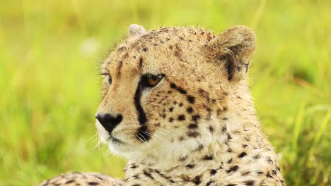 Slow-Motion-of-Cheetah-Animals-in-the-Rain,-Raining-in-Rainy-Season,-Wet-Close-Up-Animal-Face-Portrait-in-Masai-Mara,-Africa-on-African-Wildlife-Safari-in-Maasai-Mara,-Kenya-in-Torrential-Heavy-Rain