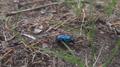 close up bluish black dung beetle