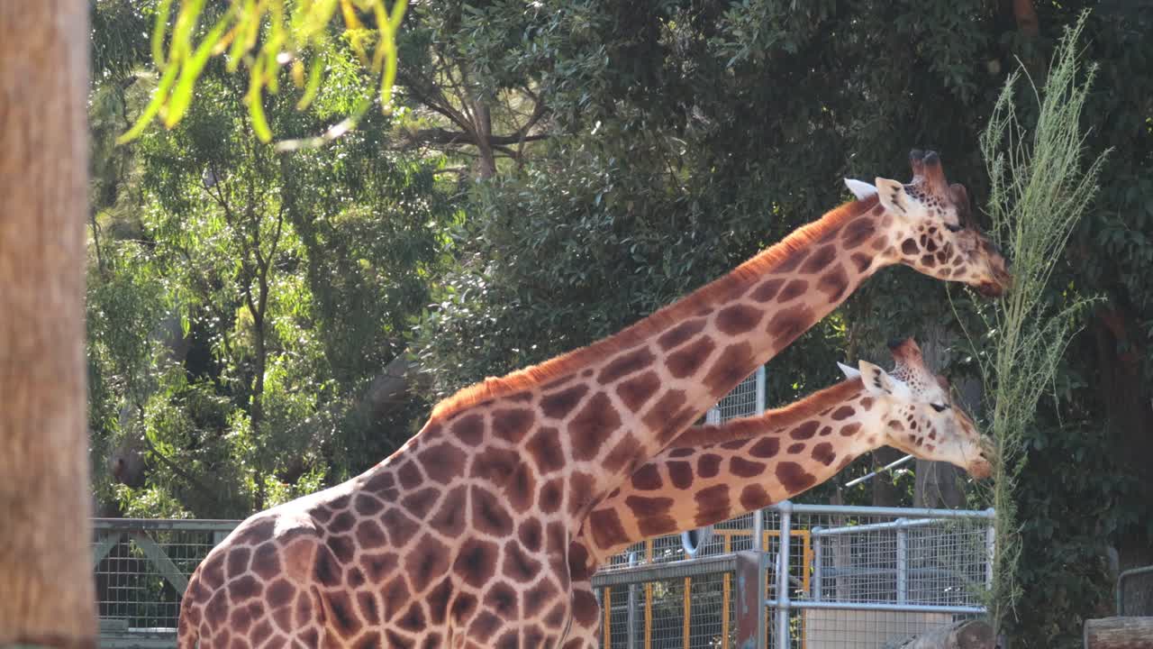 두 마리의 기라프가 나무에서 잎을 먹고 있다