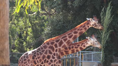 dos jirafas comiendo hojas de un árbol