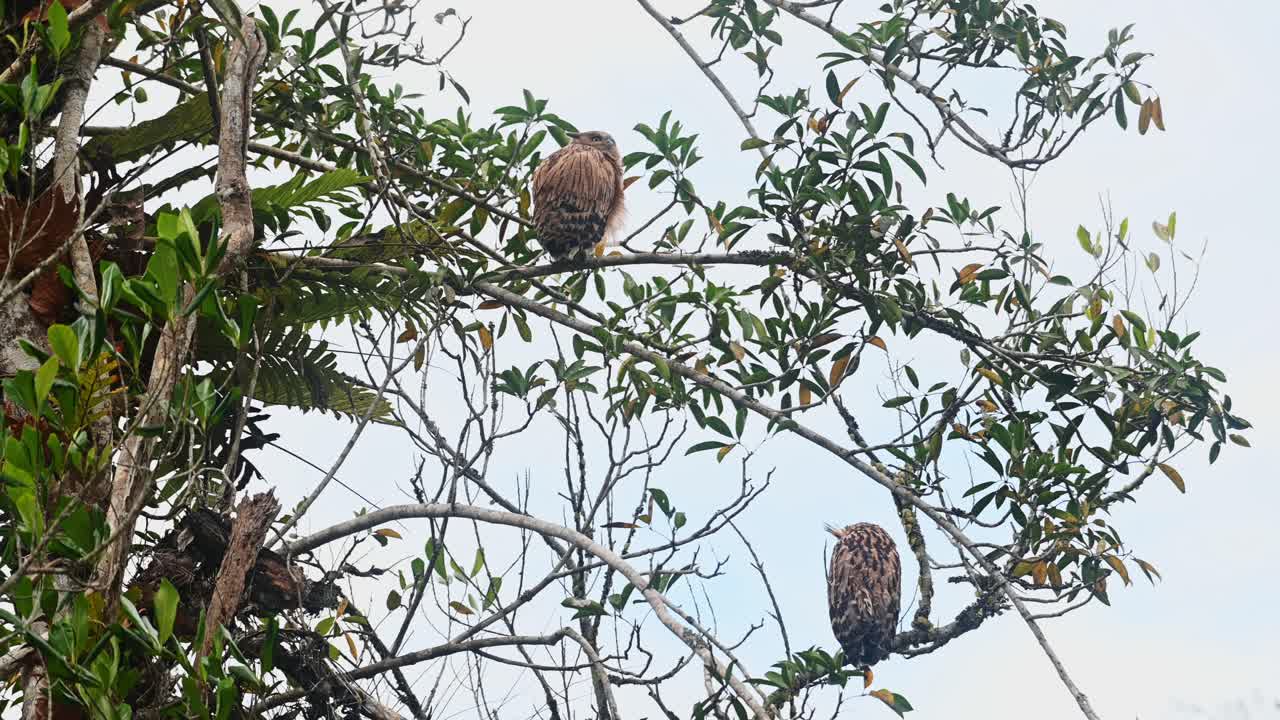 individuo juvenil visto extendiendo su ala izquierda y hinchando sus plumas para estirarse mientras la madre pájaro mira hacia otro lado, búho de pescado buffy ketupa ketupu en vuelo, tailandia