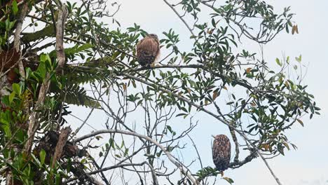 Juvenile-individual-seen-spreading-its-left-wing-and-puffing-its-feathers-to-stretch-while-the-mother-bird-looks-away,-Buffy-Fish-Owl-Ketupa-ketupu-Fledgling,-Thailand