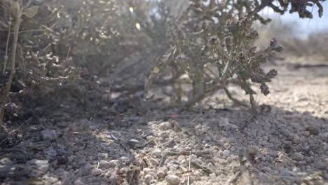 many ants walk on arid soil near a desert christmas cactus, cylindropuntia