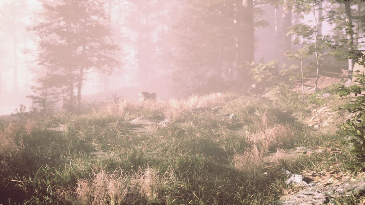 숲 속의 아름다운 아침