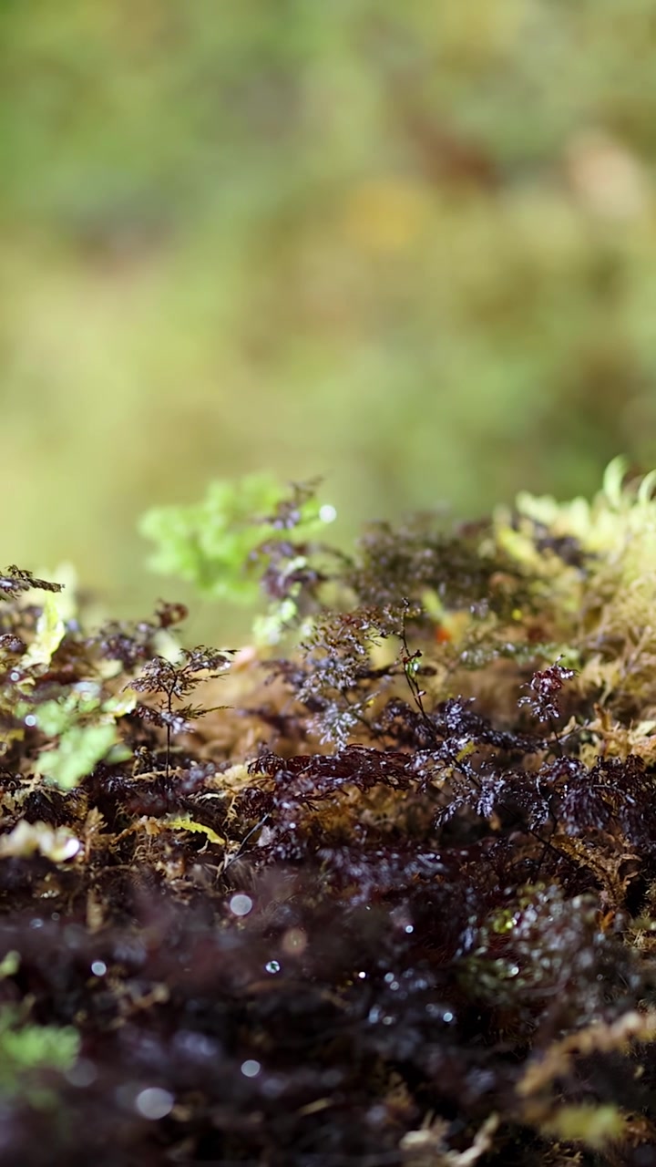 Un movimento macro della telecamera scivola orizzontalmente su muschio lussureggiante e coperto di rugiada e giovani germogli di felce in un ambiente di foresta pluviale vibrante e delicatamente illuminato.