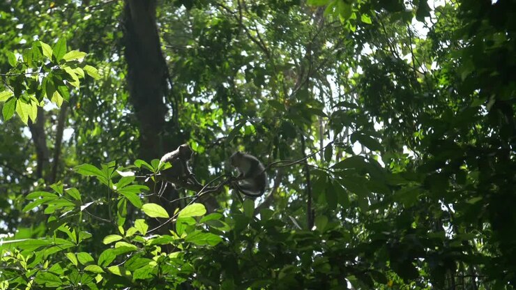 Two Monkeys Sitting in a Tree