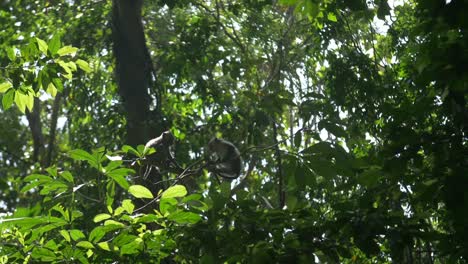 dos monos sentados en un árbol