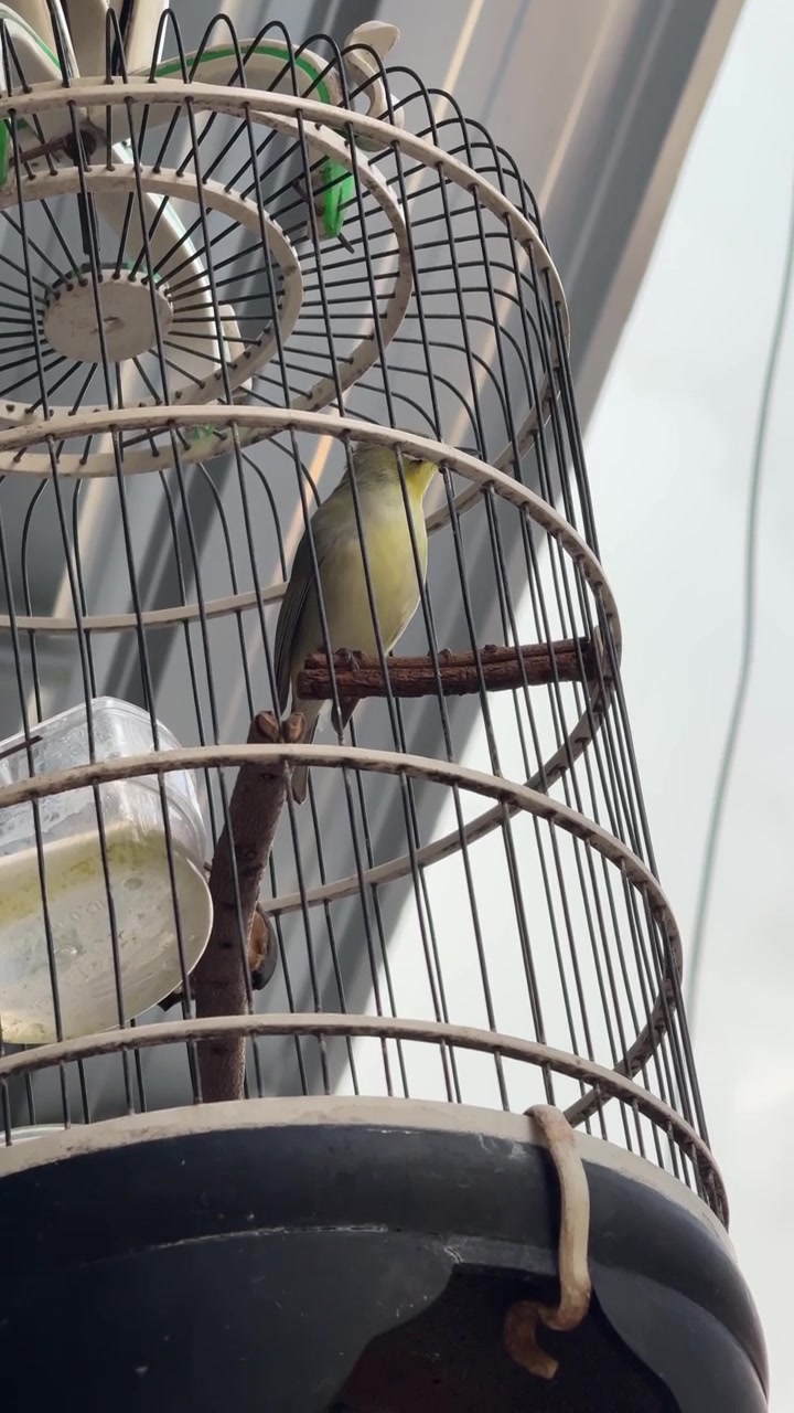 Kleiner Japanischer Brillenvogel sitzend in einem runden Käfig