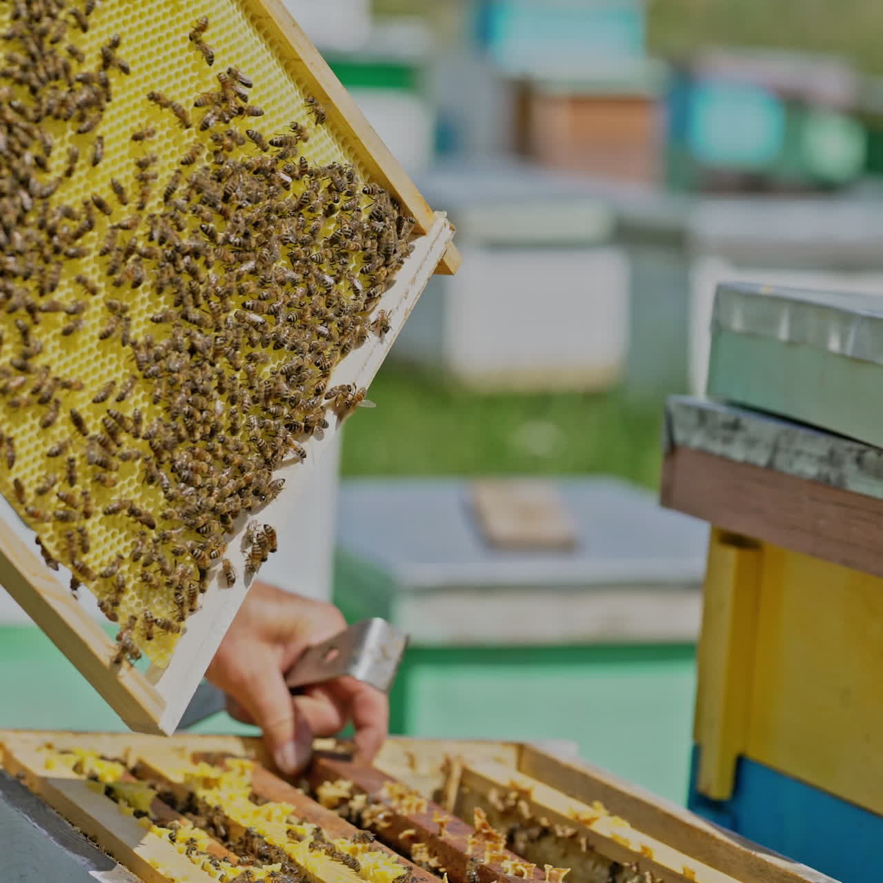 The beekeeper examines bees in honeycombs. Hands of the beekeeper. The bee is close-up.