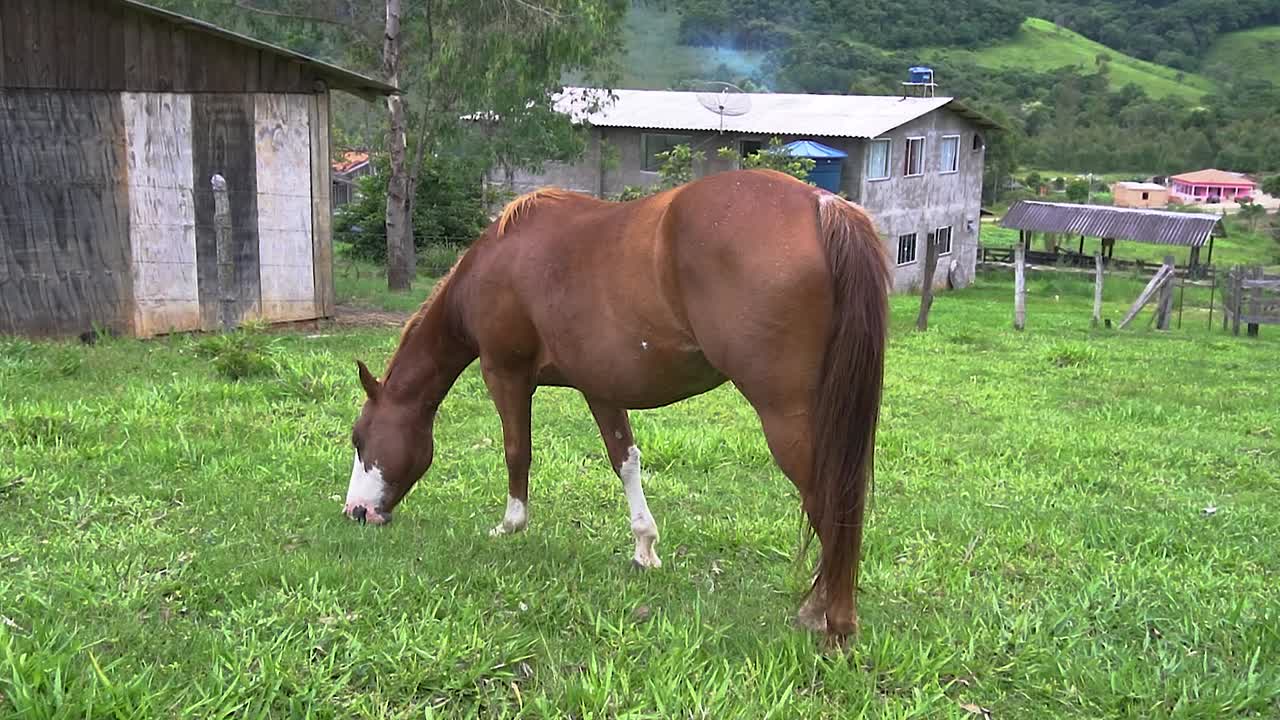 un caballo en campo abierto comiendo hierba durante el verano en brasil