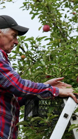 old caucasian man standing on the ladder picking apples. season of fruit harvesting in the orchards in autumn. vertical video