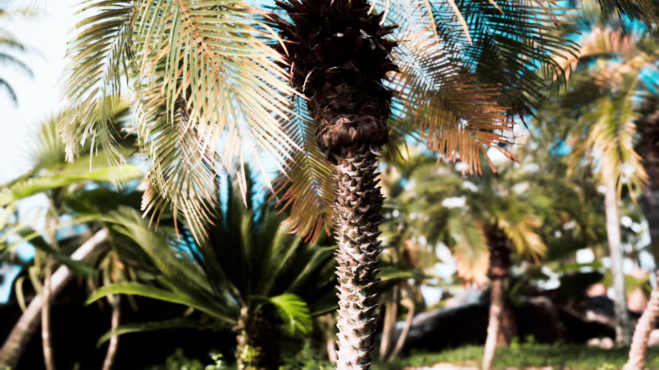 тропические пальмы и растения в солнечный день