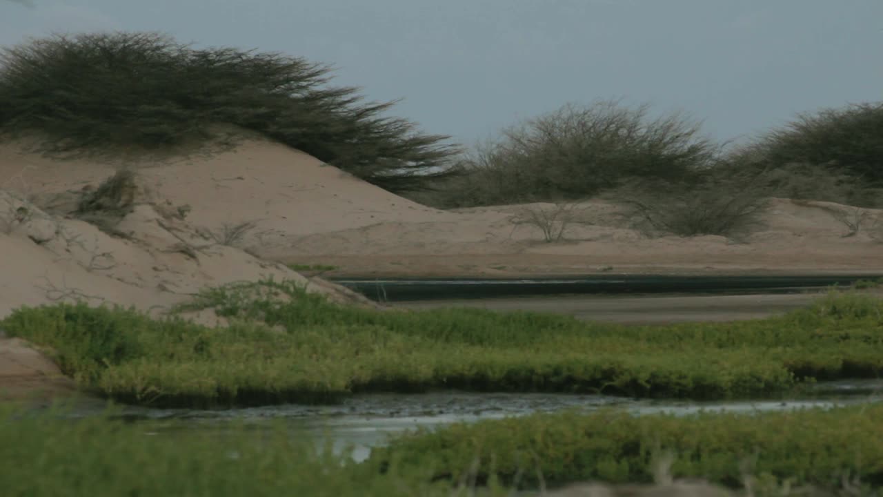 Sand dunes with grass at the Guajira desert in Colombia. National Park La Macuira
