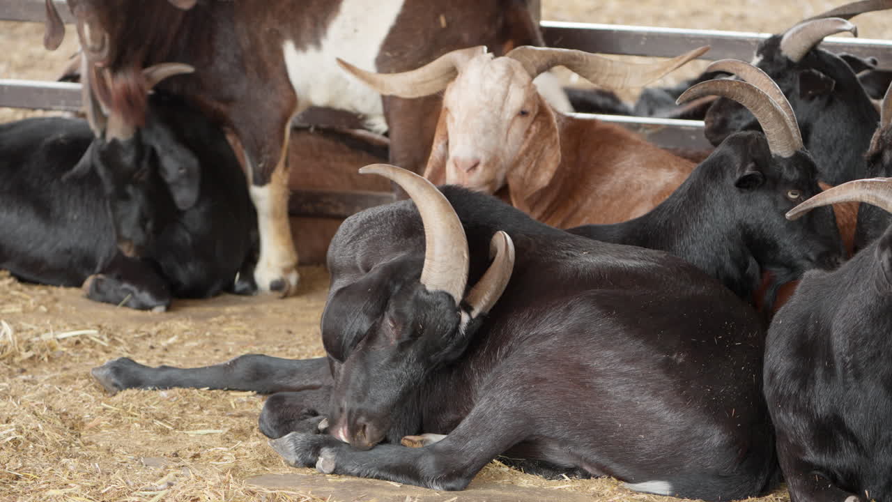 anseong 농장의 창고에 있는 가축 염소 그룹