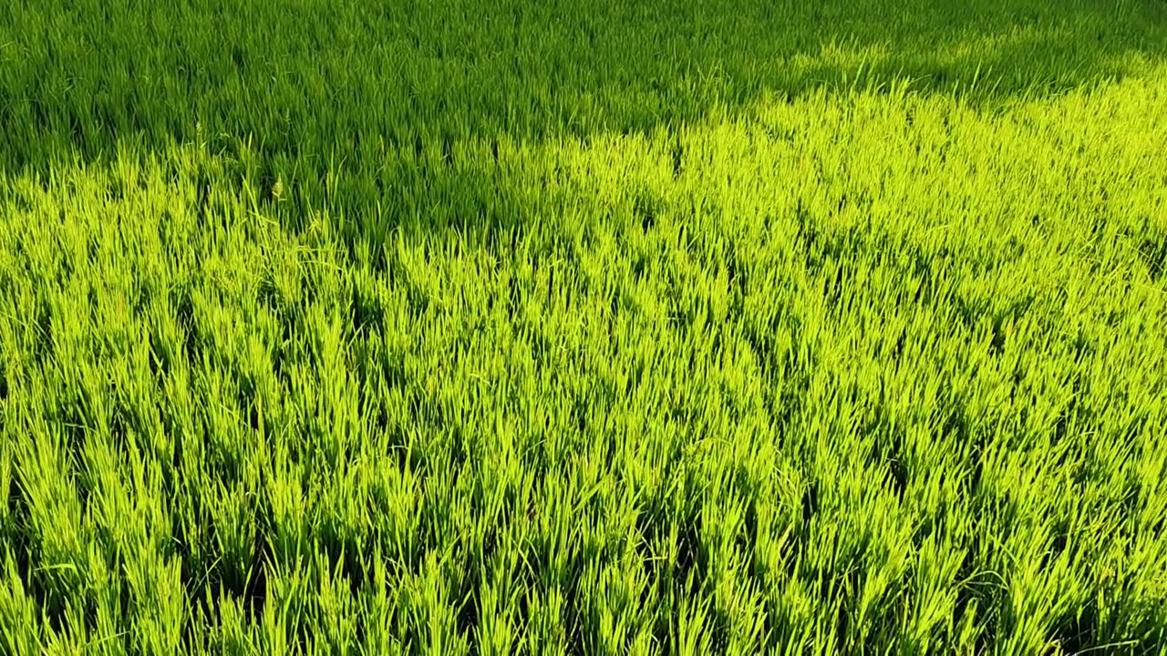Risaia di un verde vibrante che ondeggia nel vento