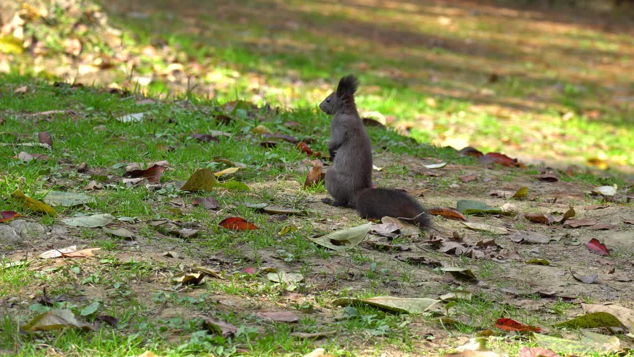 ardilla roja euroasiática o sciurus vulgaris de pie sobre las patas traseras en el suelo de hierba de otoño con hojas caídas - vista trasera