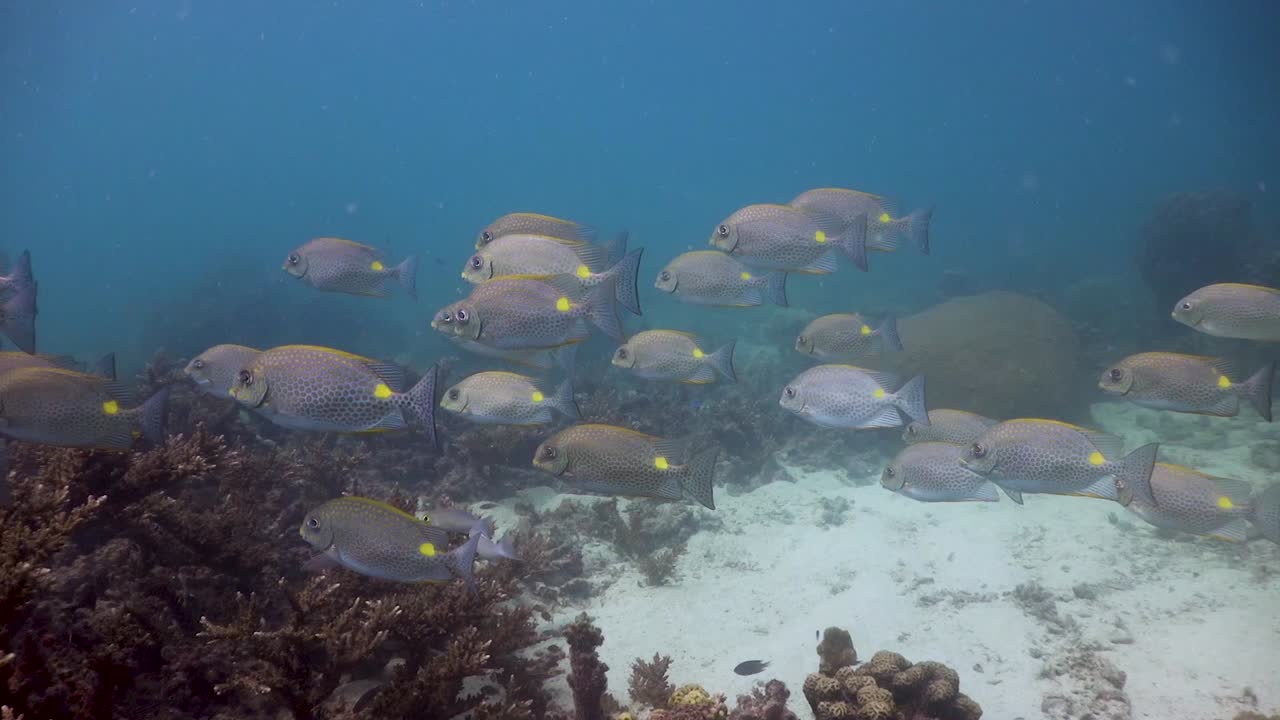 banco de peces conejo nadando sobre el arrecife de coral en koh tao, tailandia