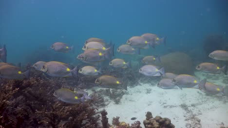 Banco-De-Peces-Conejo-Nadando-Sobre-El-Arrecife-De-Coral-En-Koh-Tao,-Tailandia