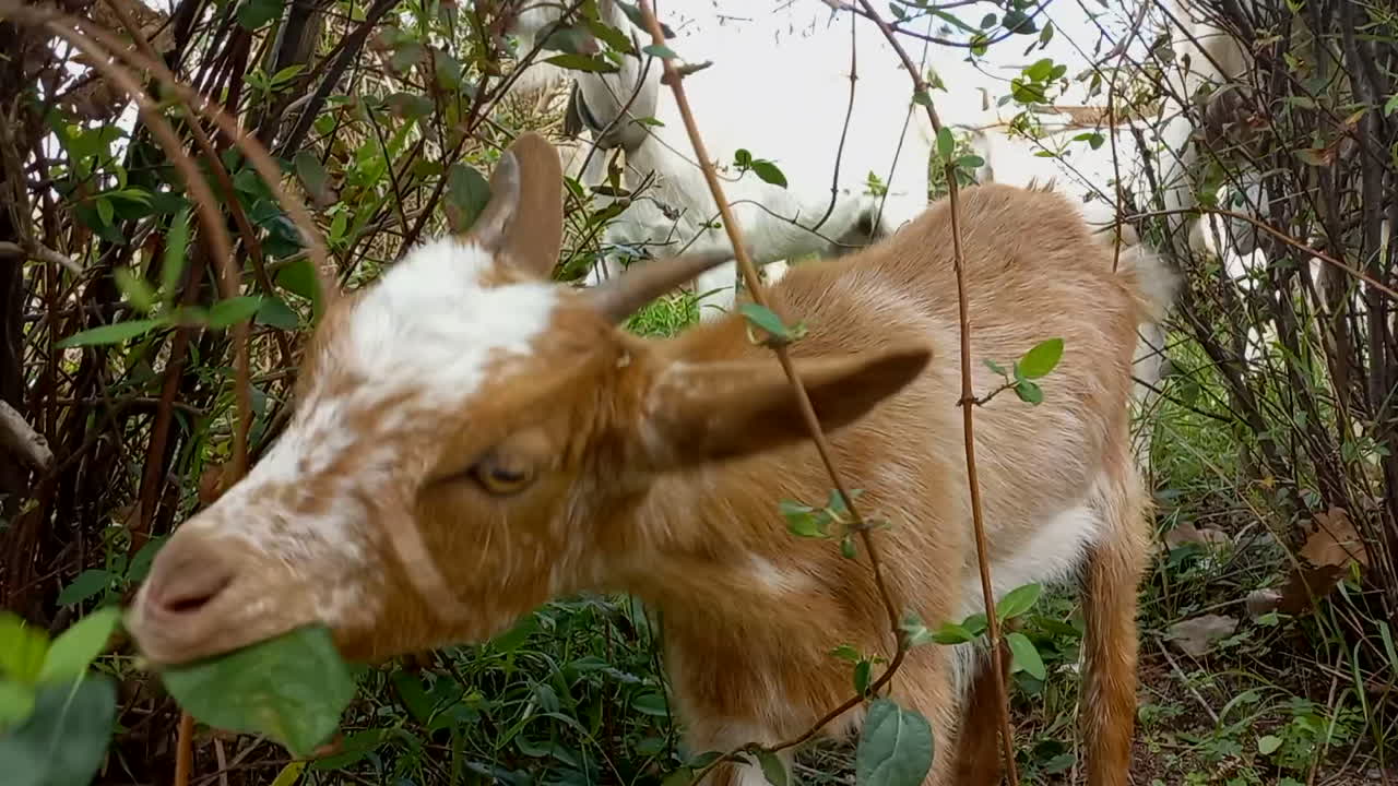 маленькая коричнево-белая коза с листьями дерева