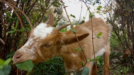 small brown and white goat with the leaves of a tree