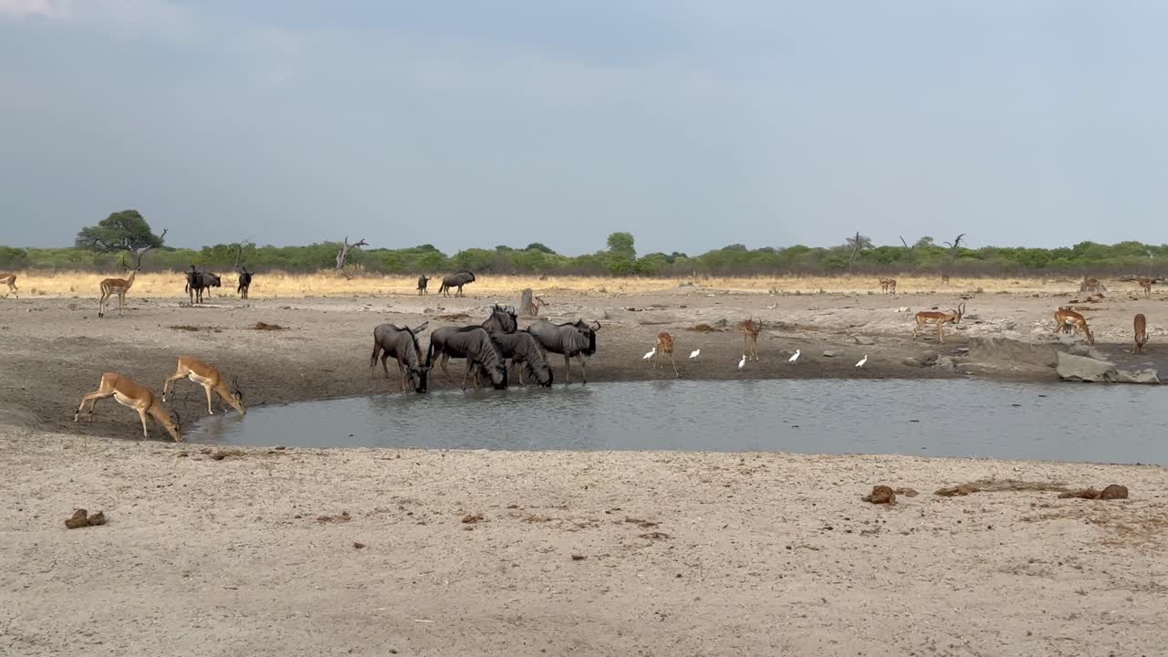 Blue wildebeests and impalas around manmade water hole in Chobe National Park. Botswana
