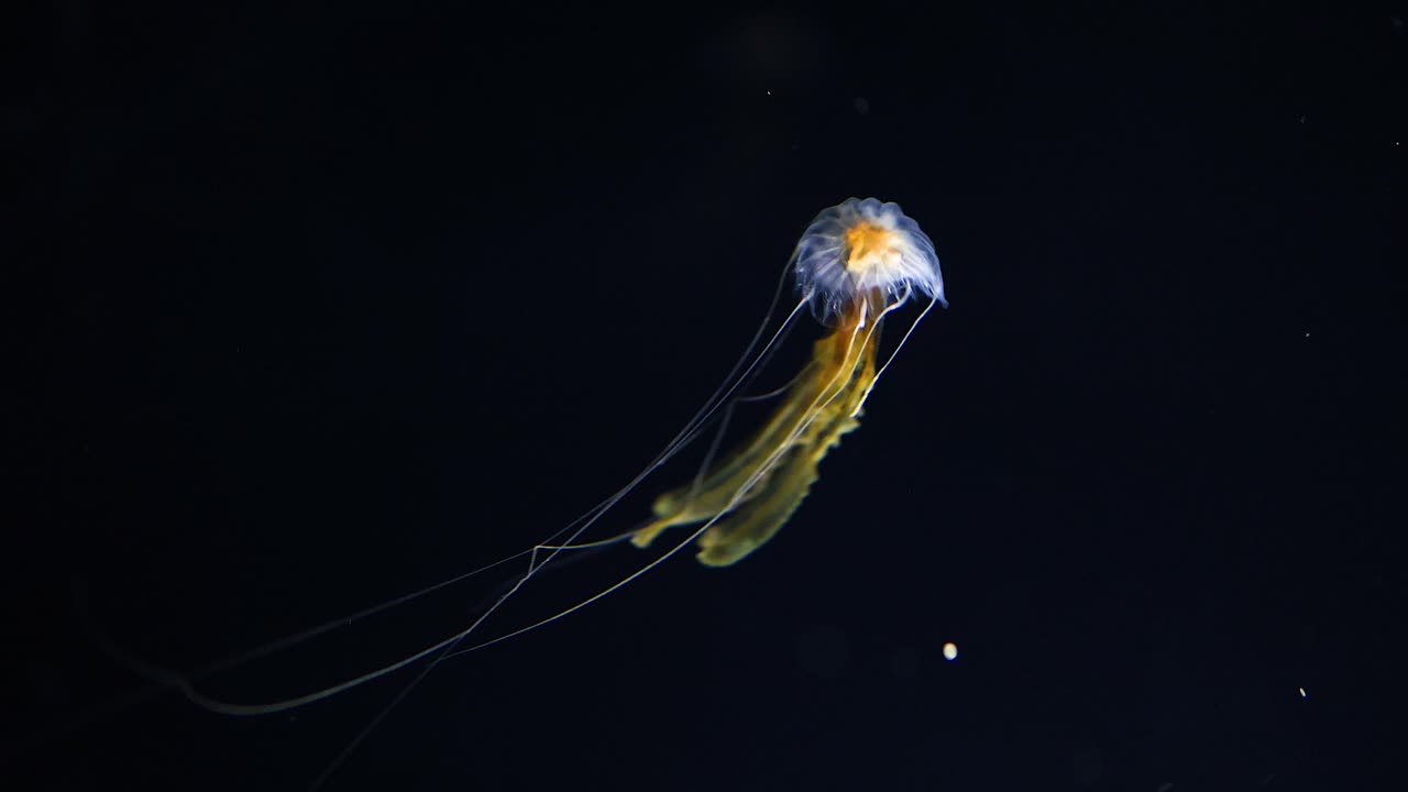 graciosas medusas nadando en un ambiente acuático oscuro.