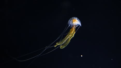 graceful jellyfish swimming in a dark aquatic environment.