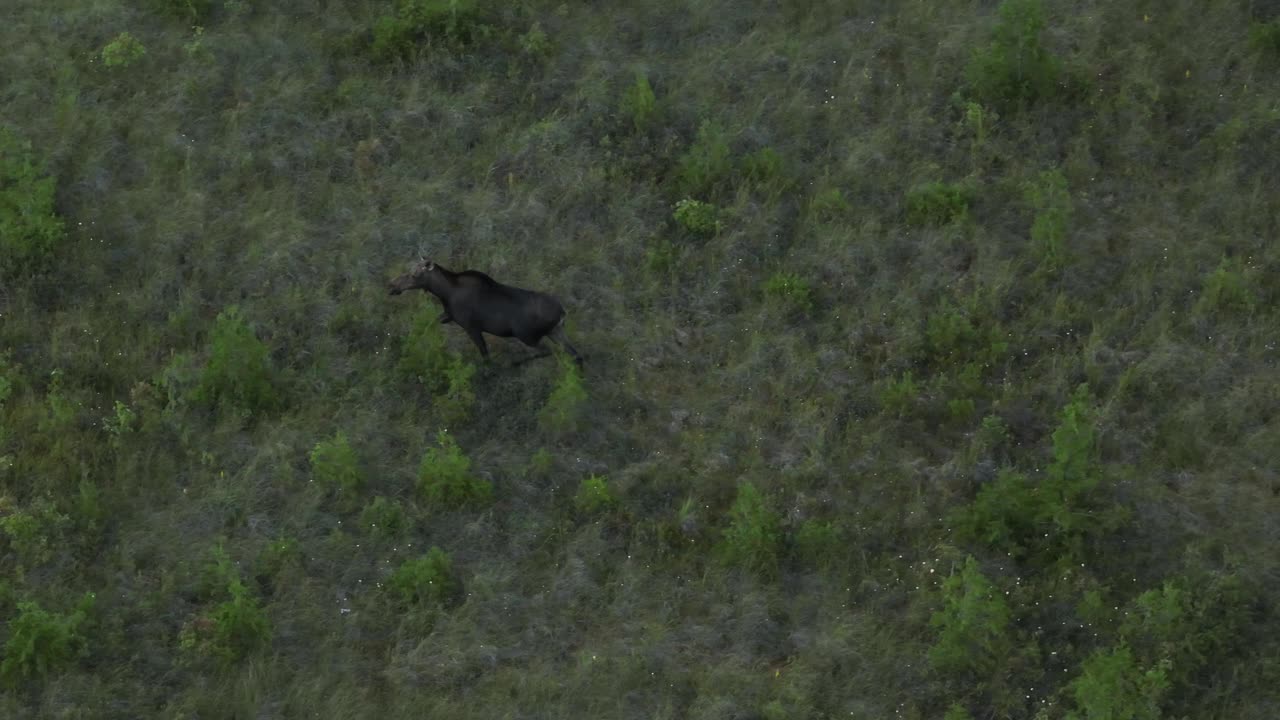 공중 촬영을 추적하는 열린 수풀을 횡단하기 전에 무스가 흔들립니다.