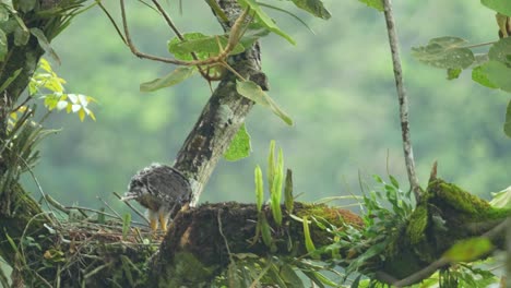 a young crested serpent eagle chick in a robust nest, built high on a tree branch covered in moss and epiphytes in a lush forest environment