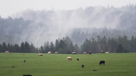 The-mist-from-the-forests-rises-up-over-the-surrounding-pastures-with-a-herd-of-cows