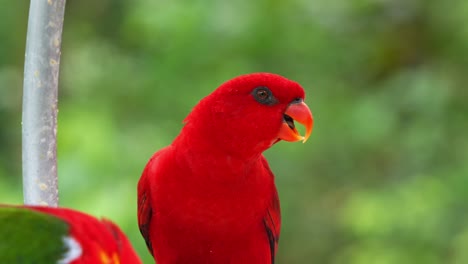 wild red lory with striking plumage, perched on bowl feeder against bokeh forest background, making loud squawky sounds in the environment, close up shot