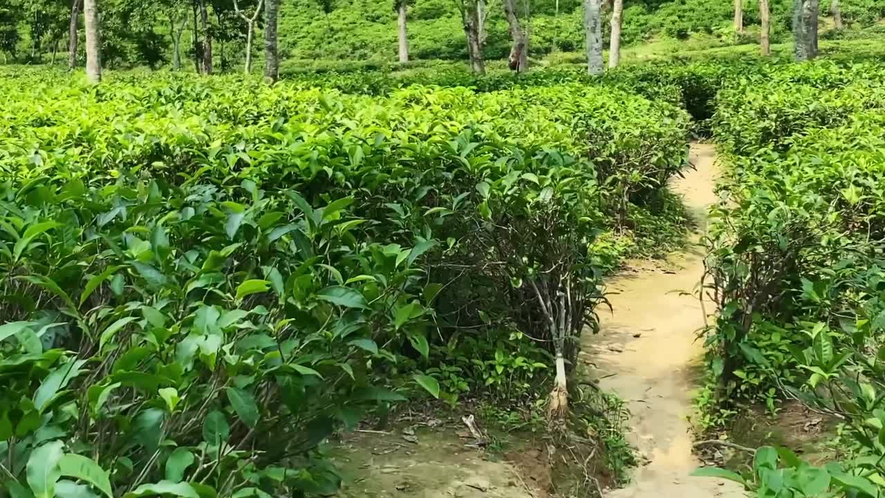 Evergreen Tea Bushes At Malnicherra Tea Estate In Sylhet, Bangladesh. POV Shot
