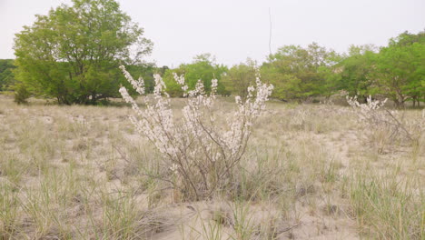 handheld shot of dune grass near a sandy beach