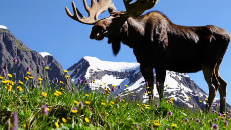 moose in alpine meadow