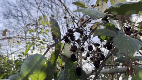 blackberry bush with old small black fruits blowing in the wind with sun exposure and trees in background