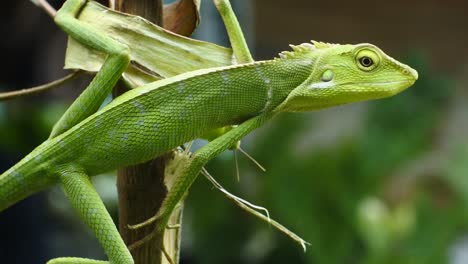 green-chameleon-head-hd-videos