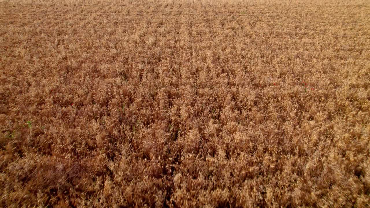 el trigo amarillo dorado listo para la cosecha en un campo