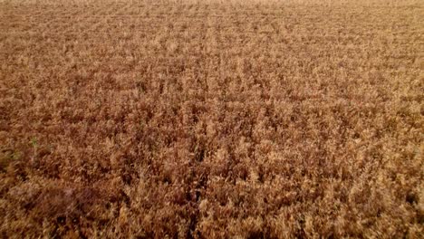 Aerial-tilting-shot-overhead-golden-yellow-wheat-ready-for-harvesting-in-a-field