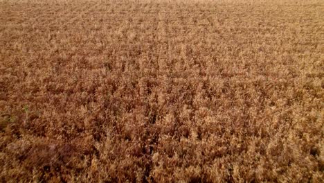 el trigo amarillo dorado listo para la cosecha en un campo