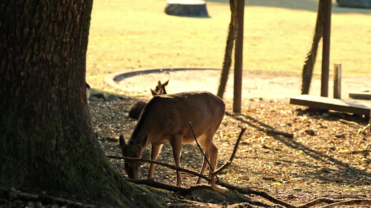 A serene moment of a deer grazing in Nara Park, Japan, surrounded by vibrant autumn foliage.