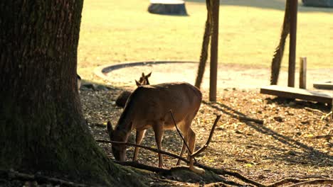 a serene moment of a deer grazing in nara park, japan, surrounded by vibrant autumn foliage.