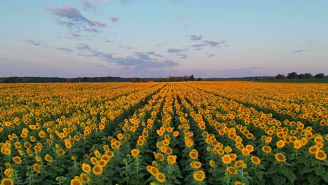 Schwenkaufnahme-Eines-Perfekten-Sonnenblumenfeldes-Bei-Sonnenaufgang