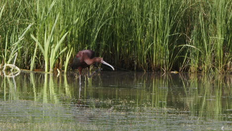 Slow-motion:-White-faced-Ibis-bird-scratches-in-pond-near-shore-reeds